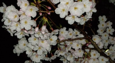 逗子ハイランドの夜桜。雨のしずくで重くなってしまっています。