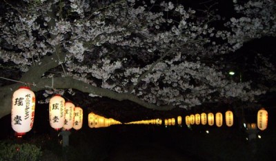 鎌倉の段葛。奥の方に八幡宮があるのですが写りませんね・・・
