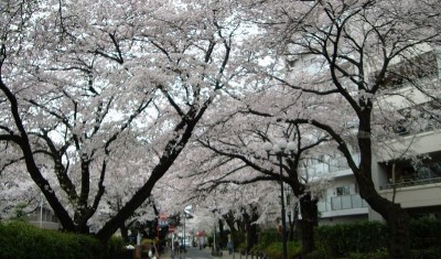 東芝病院付近の桜。満開です。
