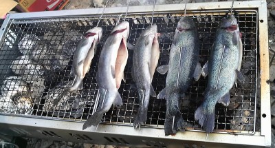 この時点では5匹だけど、最後に1匹追加入りました!!