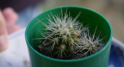 サボテンもこんな感じに撮影できちゃいました