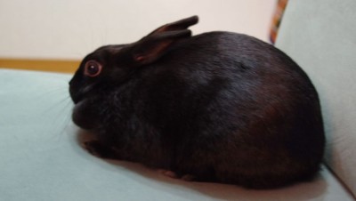 黒い物体は難しい・・・