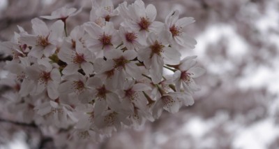 曇り空で花びらもちょっと重めに見えます