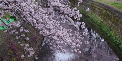 水辺に桜