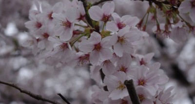 デジイチで遊ぶにはもってこいですな