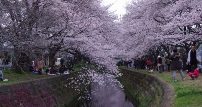 大和千本桜