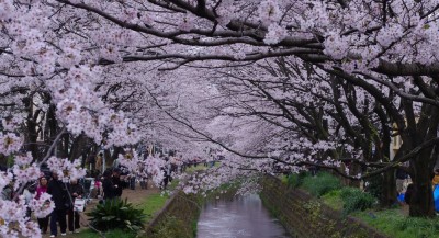 花見客も沢山出てました