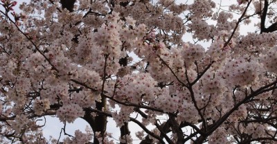 暖かくて散歩してたら汗ばんだ・・・