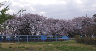 桜は満開を少し過ぎたかも・・・