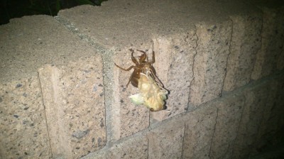 セミ誕生の瞬間