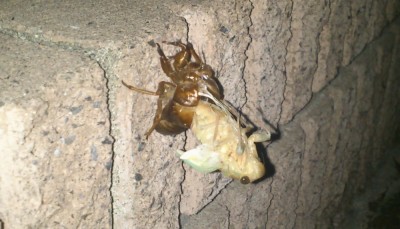 イナバウアー(笑)