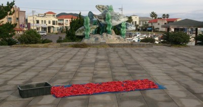 唐辛子干してる・・・